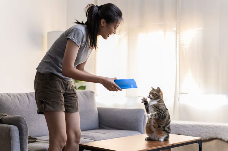 Cat sitter feeding
