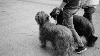 How to turn basic pet sitting into a dependable local money-maker