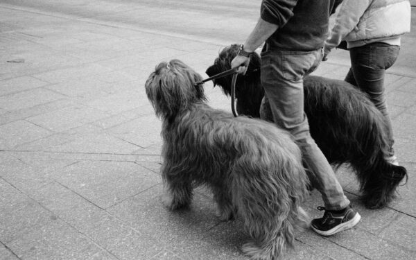 How to turn basic pet sitting into a dependable local money-maker