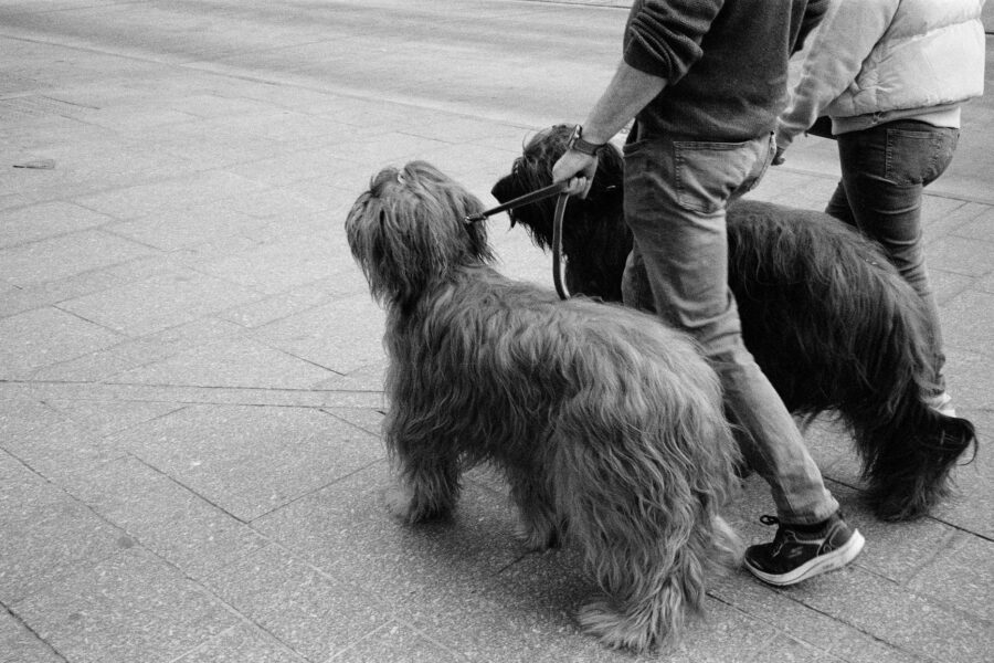 Dog sitter walking
