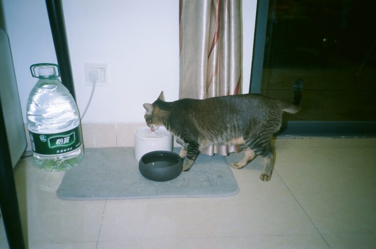 Cat sitter feeding