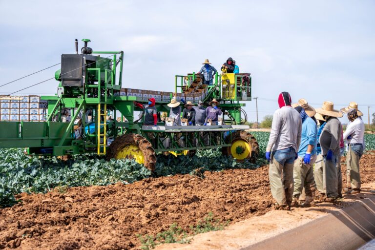 Farm workers harvesting