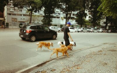 How to earn steady money walking dogs and caring for pets in your area