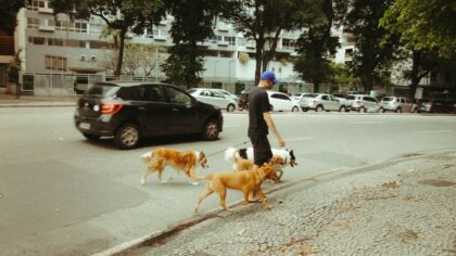 How to earn steady money walking dogs and caring for pets in your area