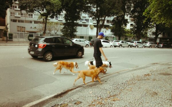 How to earn steady money walking dogs and caring for pets in your area