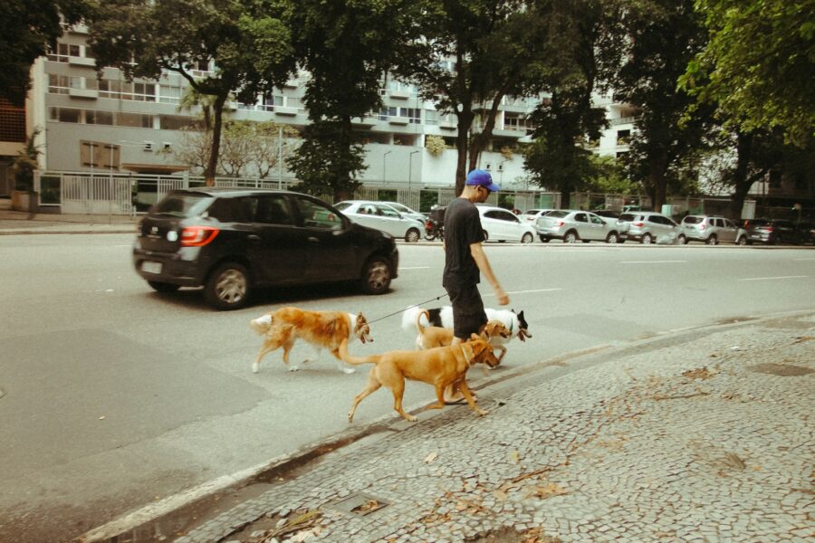 Dog walker city