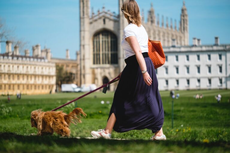 Dog walker city