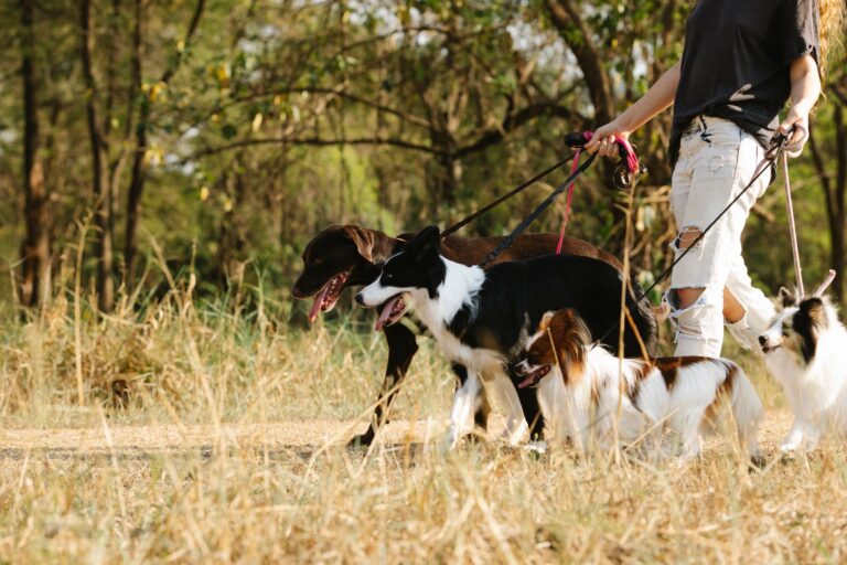 Dog walker residential